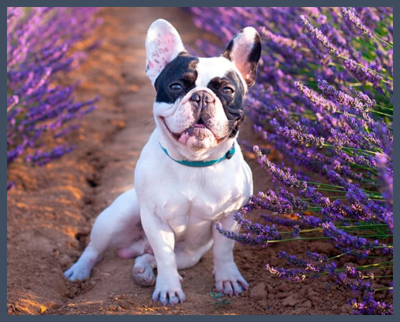 Pequeño y lindo bulldog en un día de sol
