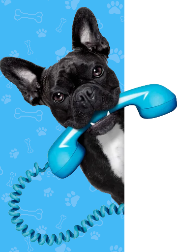 Perrito con telefono
